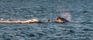 Dolphin, Chanonry Point